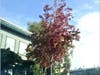 Tree in autumn, Berkeley, Calif.