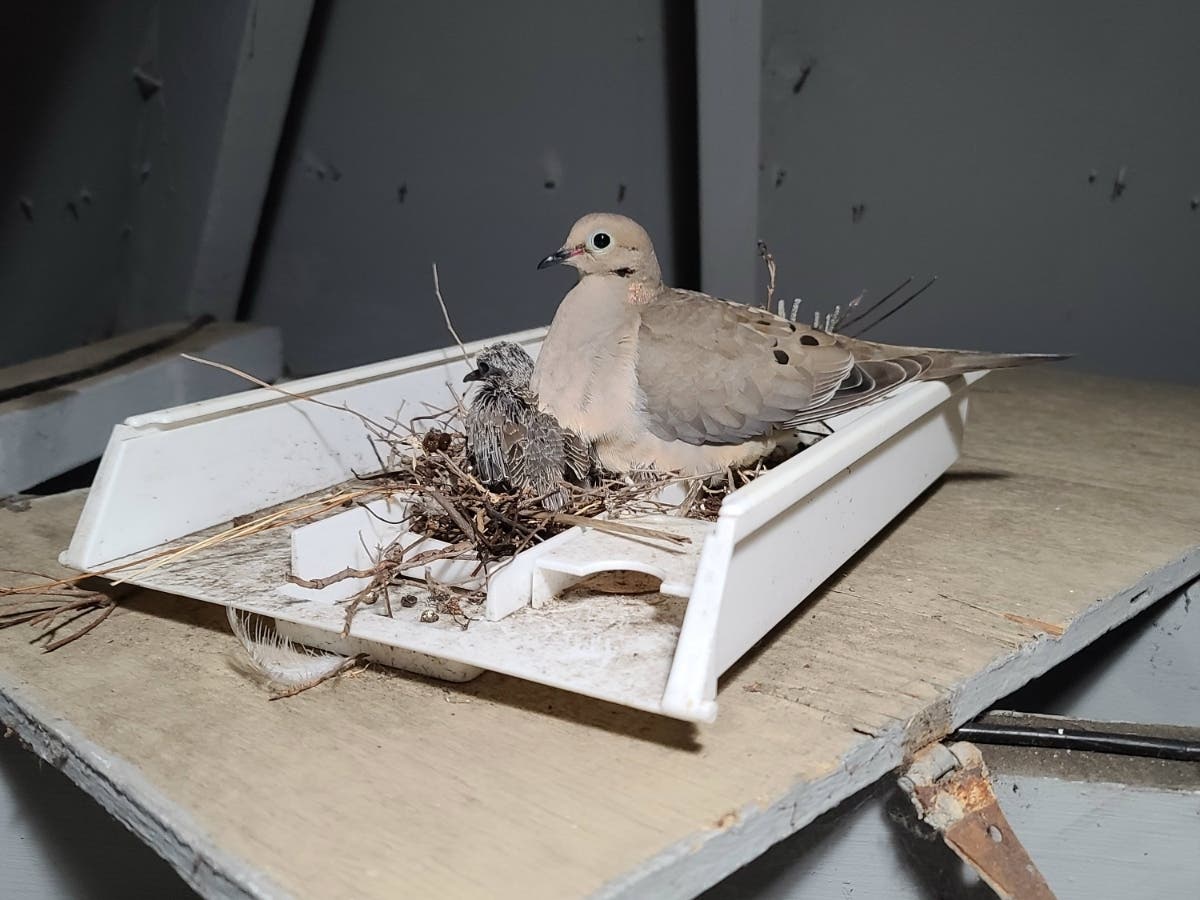 A dove and chick in a nest, Ballena Isle, Calif.