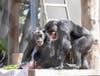 Cobby and Minnie enjoy their birthday party at San Francisco Zoo.