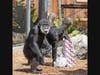 Cobby and Minnie open their birthday presents.