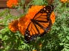 Monarch butterfly on orange marigold, Alameda, Calif.