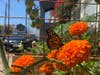 Monarch butterfly on orange marigold, Alameda, Calif.
