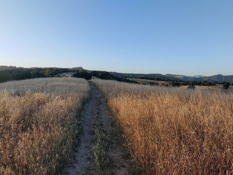 An East Bay trail.