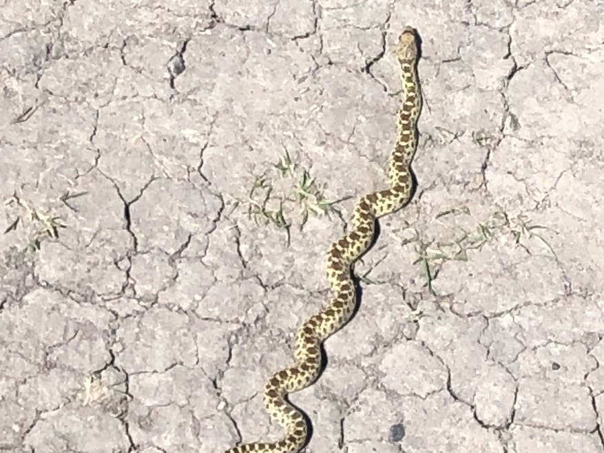 A snake sunning itself, Lafayette, Calif.