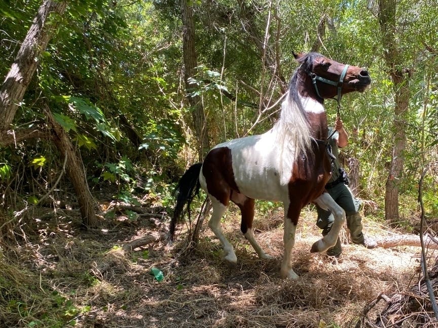 https://patch.com/img/cdn20/users/21854731/20200721/011703/styles/patch_image/public/7-16-20-usbp-agents-find-citizens-missing-horse-photo-3___21011635606.jpg