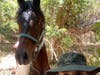 Agents found the horse, which had been missing since May.