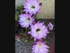 Cactus flower in a Castro Valley, Calif. garden.