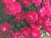 Roses in a Castro Valley, Calif. garden.