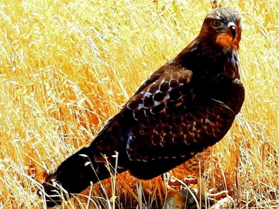 Raptor and rattlesnake at Lime Ridge Open Space, Walnut Creek, Calif.