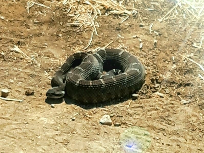 A rattlesnake in Lime Ridge Open Space, Walnut Creek, Calif.