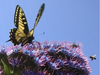 Swallowtail butterfly and bee on flower, Berkeley, Calif.