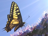 Swallowtail butterfly on flower, Berkeley, Calif.