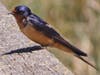 Barn swallow at Arrowhead Marsh, along the MLK trail, near the Oakland Airport.