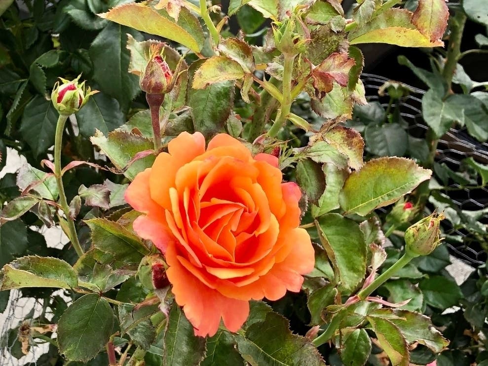 A rose blooming in a yard in Oakland, Calif.