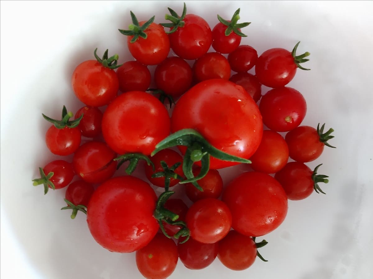 Tomatoes from the garden, Union City, Calif.