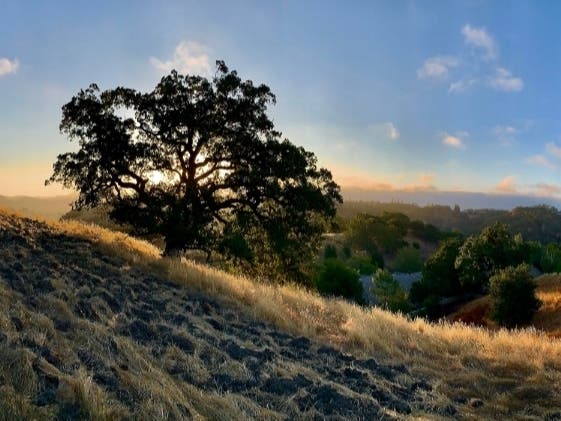 Oak trees at daybreak, Walnut Creek, Calif.