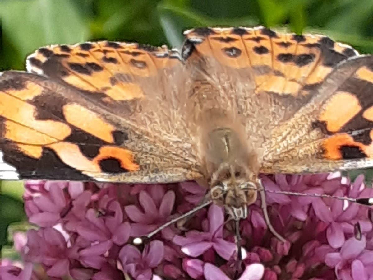 Butterfly close-up in Oakland, Calif.