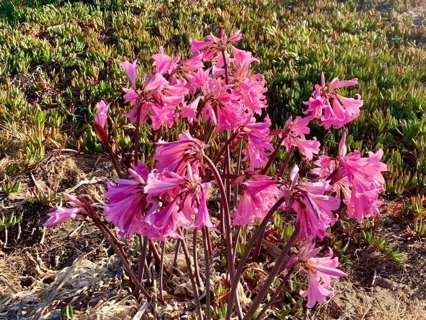 Lilies bloom in Alameda, Calif.