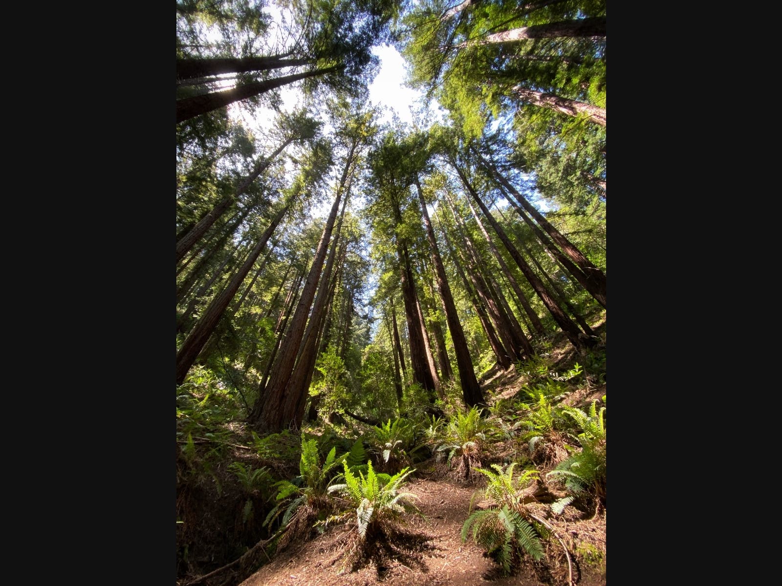 Soaring redwood trees in Reinhardt Redwood Regional Park in Oakland, Calif.