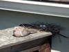 A dove sitting near her nest of eggs in an Alameda, Calif. backyard.
