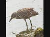 A juvenile Black Crowned Night Heron hunts for a meal, Crab Cove, Alameda, Calif.