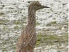 Juvenile Black Crowned Night Heron, Crab Cove, Alameda, Calif.
