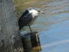 Black Crowned Night Heron, Bay Farm Lagoons, Alameda, Calif.
