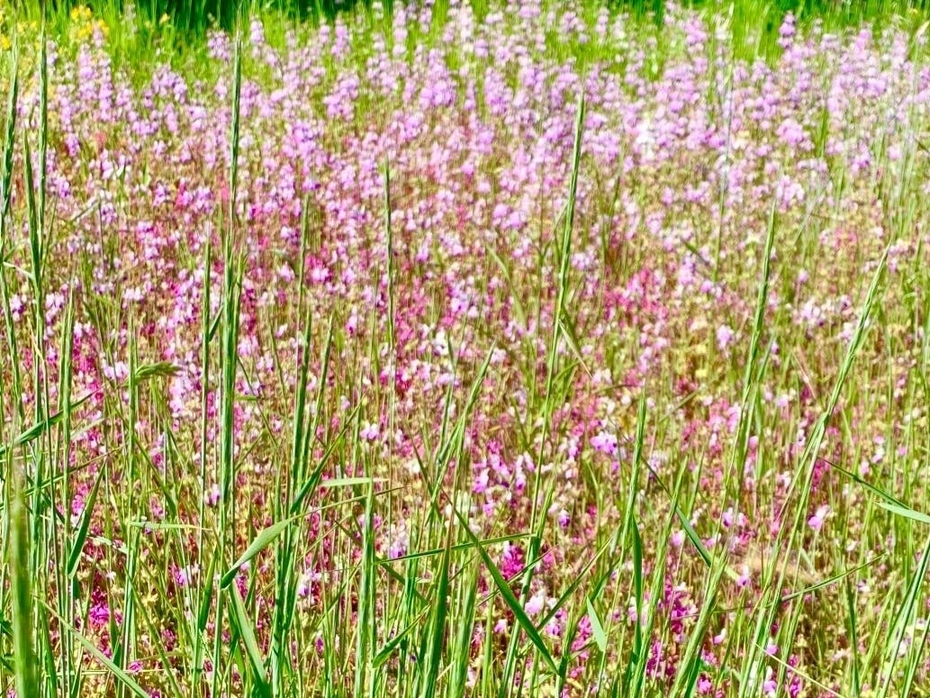Wildflowers in Alameda, Calif.
