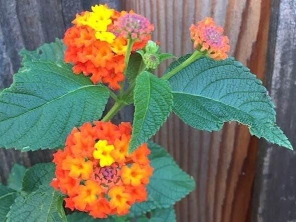 Flowers blooming in Walnut Creek, Calif.
