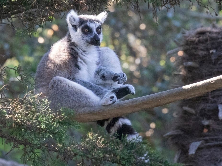https://patch.com/img/cdn20/users/21854731/20201023/062133/styles/patch_image/public/sfzoo-ringtailedlemurmaki-bymariannehale-tree-1___23182121997.jpg