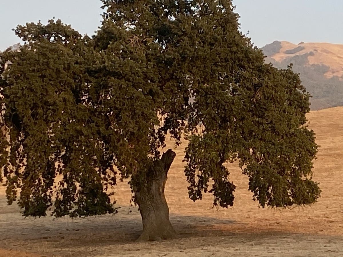 Oak tree, Mt. Diablo, California