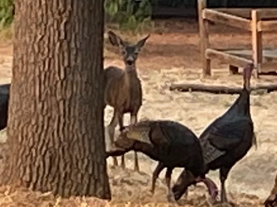 Deer and wild turkeys in Northgate neighborhood, Walnut Creek, Calif.
