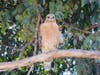 Red Shouldered Hawk in Walnut Creek, Calif.