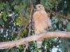 Red Shouldered Hawk in Walnut Creek, Calif.