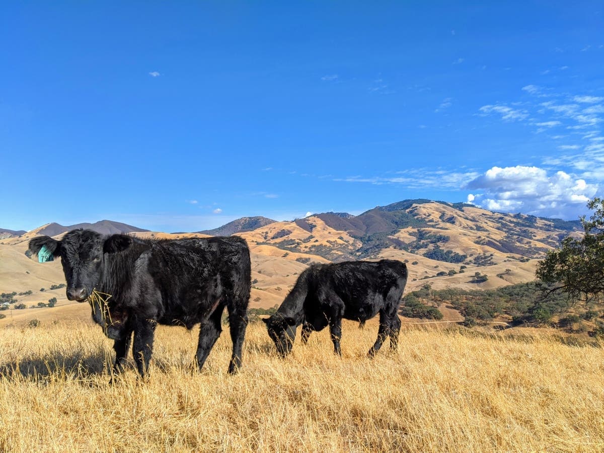 Cattle, with Mt. Diablo in the background.