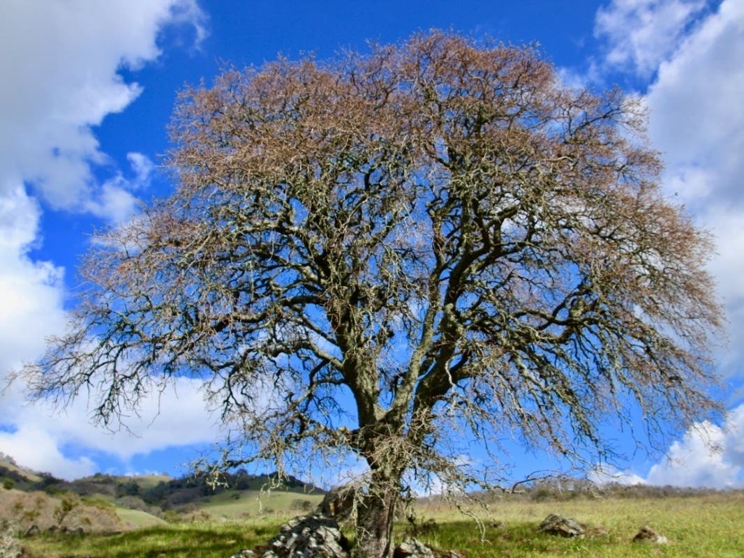 Oak tree on Mount Diablo, Calif.