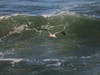 A California brown pelican flies over a wave in San Francisco, Calif.