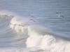 California brown pelicans fly over waves in San Francisco, Calif.