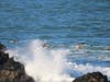 California brown pelicans fly over waves as they crash over rocks in San Francisco, Calif.
