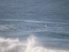 California brown pelicans fly over waves in San Francisco, Calif.