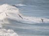 California brown pelicans fly over waves in San Francisco, Calif.