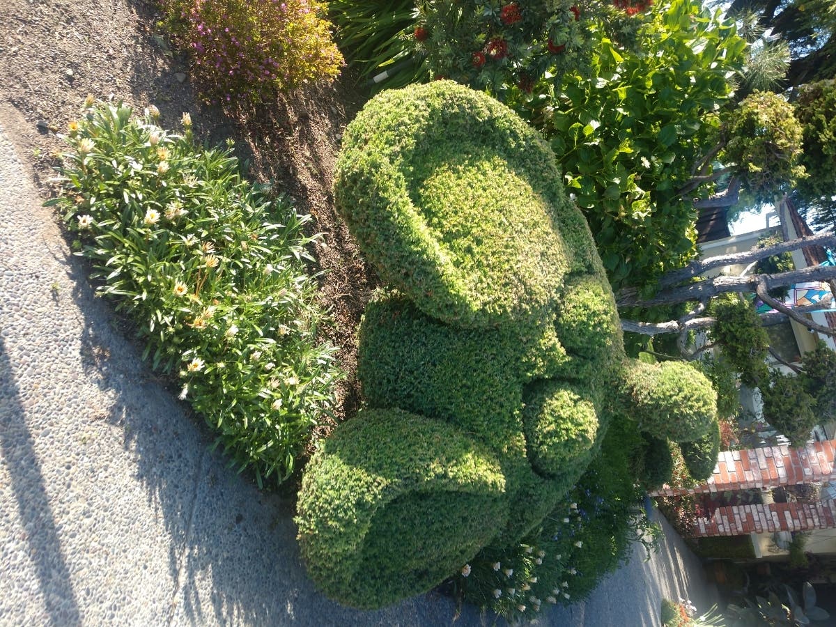 Hedge at a home in Union City, Calif.