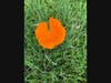 Closeup of a California poppy