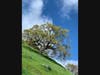 Oak tree along the Lafayette Moraga trail