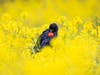 Red-winged blackbird in a field of yellow flowers, Walnut Creek, Calif.