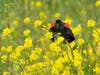 Red-winged blackbird in a field of yellow flowers, Walnut Creek, Calif.
