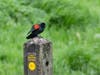 Red-winged blackbird in Walnut Creek, Calif.