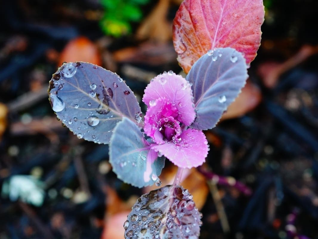 Plant at Heather Farm Park in Walnut Creek, Calif.