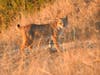 Bobcat in the hills above Union City, Calif.