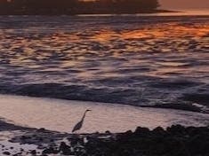 Great Blue Heron on the shore of San Francisco Bay, Alameda, Calif.